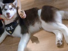 -Husky Go! 哈士奇体验馆·宠物咖啡厅狗咖