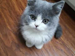 -喵zoo家庭繁育猫舍(尖东智能花园店)