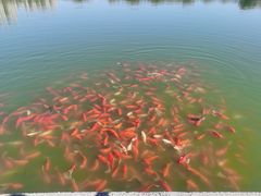 -燕郊植物园