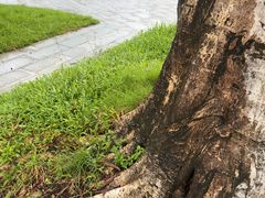 -云溪植物园