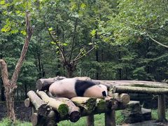 -都江堰中华大熊猫苑