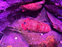 -凯莉-塔尔敦海洋生物水族馆
