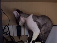 -瑞派康怡24h宠物医院·犬猫医疗中心·微创绝育(瑞景分院)