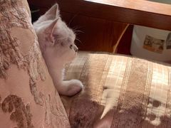 -喵百万·布偶·蓝金金渐层英短·猫舍(百子湾店)