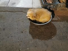 -高记什邡肖麻辣(成都店)