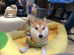 -逗柴咖啡屋·狗咖猫咖宠物桌游
