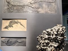 -辽宁古生物博物馆