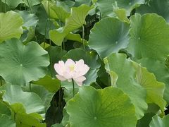 -四川大学(华西校区)