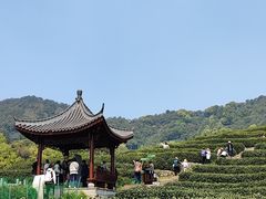 -龙井村