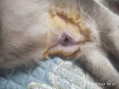 -派特宠物医院(圆融广场店)