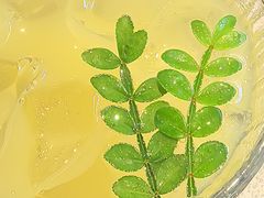 -Kyochon1991校村(共和路店)