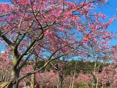-风云岭森林公园