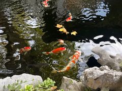 -鲤院·新中式美学·庭院餐厅(夫子庙店)