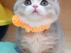 -momokira米努特·德文卷毛猫·棉花面纱犬