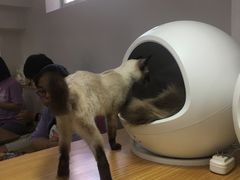 -李小姐の猫咖啡馆(五角场店)