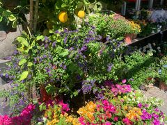 -溪岸路花鸟市场