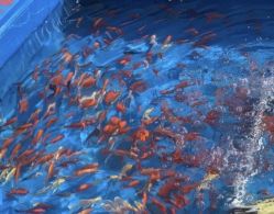 -萌宠亲子动物乐园(槐房万达店)