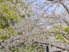-苏州上方山国家森林公园