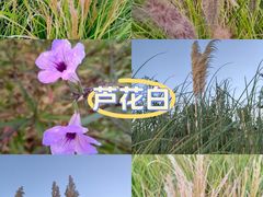 -汉长安城未央宫国家考古遗址公园