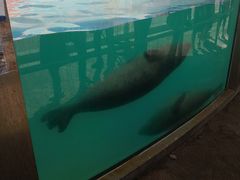 -北戴河圣蓝海洋公园