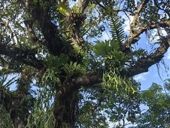 -中国科学院西双版纳热带植物园