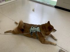 -爱妮康宠物医院·干细胞免疫细胞·肿瘤·心脏(张江店)