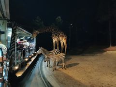 -清迈夜间动物园