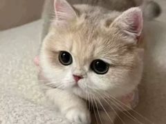 -猫十亿·布偶金渐层·曼基康矮脚猫舍(青年路店)