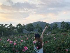 -亚龙湾国际玫瑰谷
