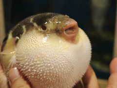 -天正河鲀·河豚亭(大连店)