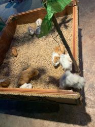 -酷嗒动物文化乐园(cutezoo西溪乐天城店)