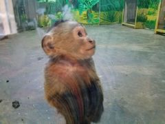 -西安秦岭野生动物园