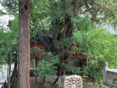 -北京鹫峰国家森林公园