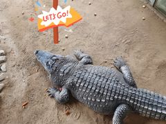 -西霞口神雕山野生动物世界