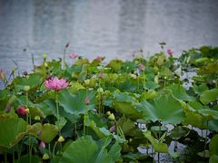 -西山漾湿地公园