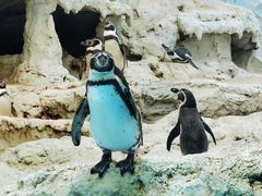 -帝企鹅自助餐厅•儿童岛•真企鹅(长隆企鹅酒店)