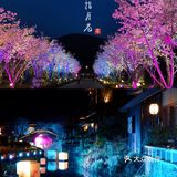 初春限定的浪漫，去拈花湾踏春赏樱（最全攻略
