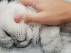 -安格丽娜·狗咖·猫咖羊驼咖(春熙路百盛商场店)