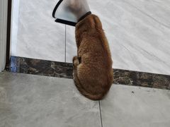 -芭比堂动物医院·24小时·眼科中心(深圳中心)