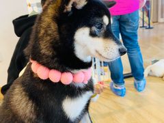 -南京Hallo宠物乐园·哈罗犬舍·柴犬繁育基地