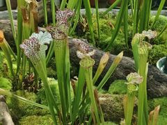 -国家植物园南园