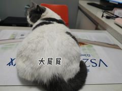 -伟伟宠物医院·瑞派猫友好医院·猫科(光谷店)