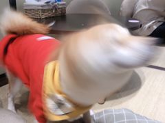 -逗柴咖啡屋·狗咖猫咖宠物桌游