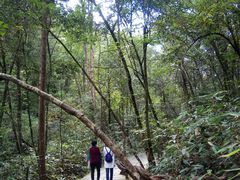 -九龙江国家森林公园