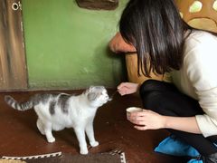 -猫猫幼稚园·撸猫·桌游·电玩