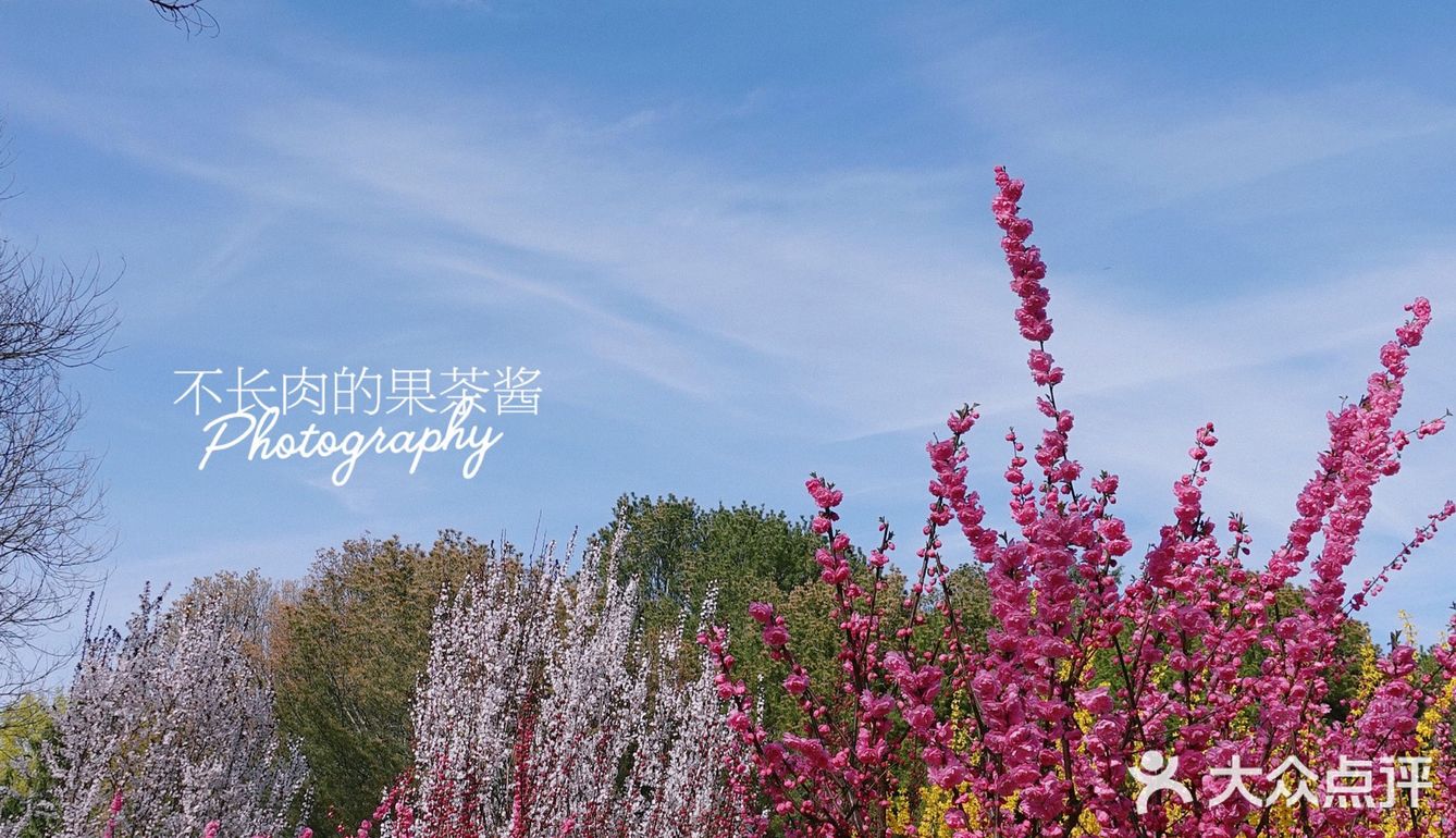 果茶春游 | 天坛的四月：花都开好了🌸