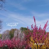 果茶春游 | 天坛的四月：花都开好了🌸