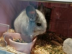 -藦茜花园宠物主题亲子互动体验馆(国顺东路店)