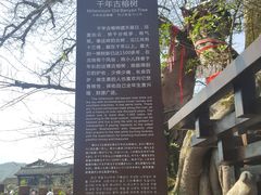 -川西竹海景区