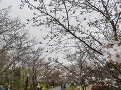 -顾村公园